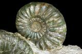 Great Lower Jurassic Ammonite (Asteroceras) Display - England #175104-2